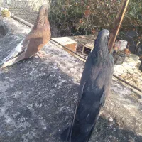 کبوتر|پرنده|آزادشهر, |دیوار