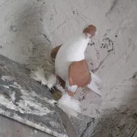 کبوتر|پرنده|صوفیان, |دیوار