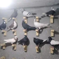 ۱۲عدد کفتر پریده