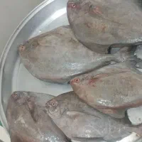 انواع ماهی|ماهی|بندر کنگان, |دیوار