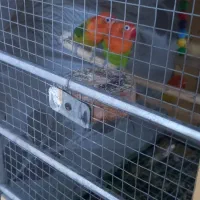 طوطی برزیلی|پرنده|سمنان, |دیوار