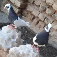 کبوترطوق سیاه کاکل ساده|پرنده|فسا, |دیوار