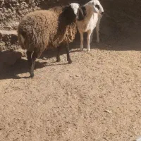 بره نر|حیوانات مزرعه|درمیان, |دیوار