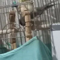 طوطی عروس مولد سخنگو خانگی،معاوضه