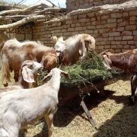 فروش دوعدد چبش