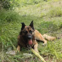 سگ ژرمن شپرد|سگ|قائمشهر, |دیوار