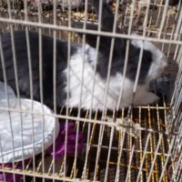 خرگوش|موش و خرگوش|بهبهان, |دیوار