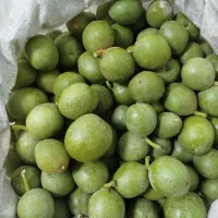 گردو پوست کن وبادام  گردو سبز|خدمات باغبانی و درختکاری|کرمانشاه, |دیوار