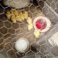سه تا جوجه برهما ویک جوجه اردک اسرایلی