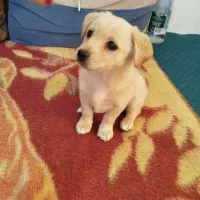 توله اشپیتز سوسیسی