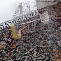 قفس سهره
