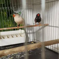 فنچ ایمو شارکول