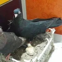 یه جفت نر و ماده ابادانی با جوجه|پرنده|قم, آزادگان|دیوار