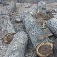 خرید و فروش انواع چوب های باغی|عمدهفروشی|بجنورد, |دیوار