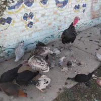 بوقله وجوجه بوقلمون فروشی