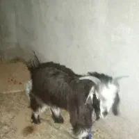 فروش بز|حیوانات مزرعه|دهلران, |دیوار