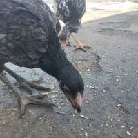 جوجه لاری اصل|حیوانات مزرعه|شال, |دیوار