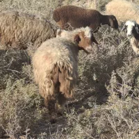 2راس میش چاق و آبستن