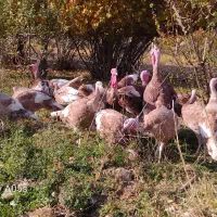 بوقلمون محلی درجه یک *|حیوانات مزرعه|صحنه, |دیوار