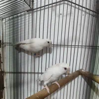 عروس هلندی کوتوله فنچ|پرنده|بندرعباس, |دیوار