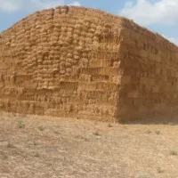 کاه گندم