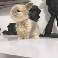 بچه خرگوش مینی لوپ لپ مینیاتوری اموزش دیده|موش و خرگوش|مشهد, هفده شهریور|دیوار