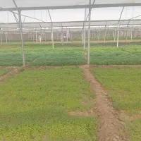 ریحان عمده زابل