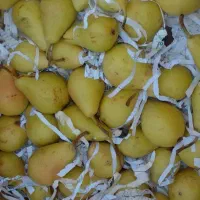 میوه گوجه انگور بادمجان انار پیاز گلابی|فروشگاه و مغازه|دزفول, |دیوار