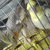 ۲ جفت عروس هلندی|پرنده|گرگان, |دیوار