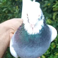 طوق سبز نر|پرنده|شیراز, محمدیه|دیوار