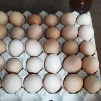 تخم مرغ رسمی