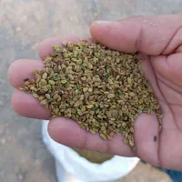 تخم شنبلیله|حیوانات مزرعه|پلدشت, |دیوار