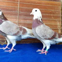 ده جفت کفتر آس|پرنده|تهران, نیروی هوایی (پیروزی)|دیوار