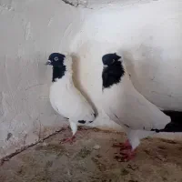 کبوتر های ناب