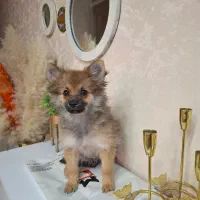 پامرین روباهی