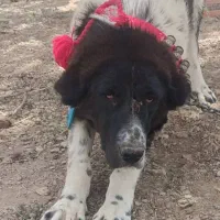 ماده قدرجونی درشت|سگ|دهق, |دیوار