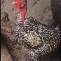 خروس گردن لخت