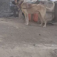 سرابی نر۱۶ماهه