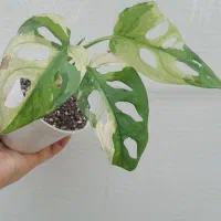 پینک لیدی،بیلیتای،گلوریسوم،فیلودندرون،پتوس سیلور