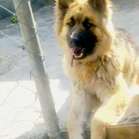 سگ ماده ژرمن