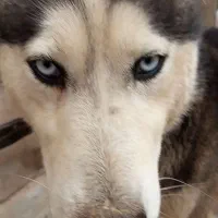 سگ.|سگ|مشهد, ثامن|دیوار