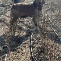 بز‌نر‌دامازدخ