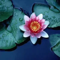 مهندس کشاورزی و کارگر ماهر جهت گلخانه خانم و اقا