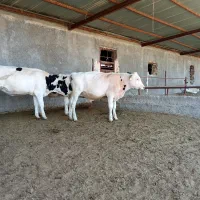گوساله نر و ماده