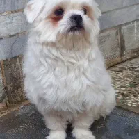 پامرین پاکوتاه