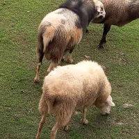 فروش نر برای گله|حیوانات مزرعه|ماکلوان, |دیوار