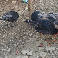 فروش بوقلمون