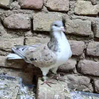 پرنده کبوتر|پرنده|میان جلگه, |دیوار