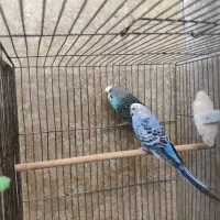 فروش فوق العاده مرغش مولد با جوجه|پرنده|شهرکرد, |دیوار