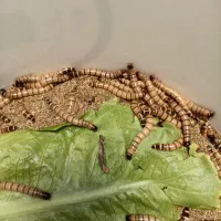 میلورم درشت (سوپرورم)